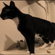 Illustration for article titled Rescue Cats Audition for Role in Broadways emBreakfast at Tiffanys/em